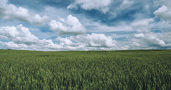 nature, sky, clouds, field thumbnail
