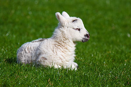 white lamb laying on grass thumbnail