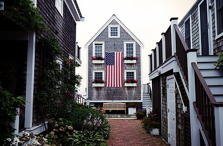 gray and red petaled flowers beside house thumbnail