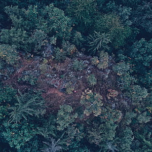aerial view of forest thumbnail