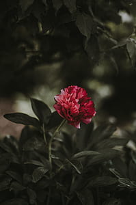 selective focus photography of red petaled flower thumbnail