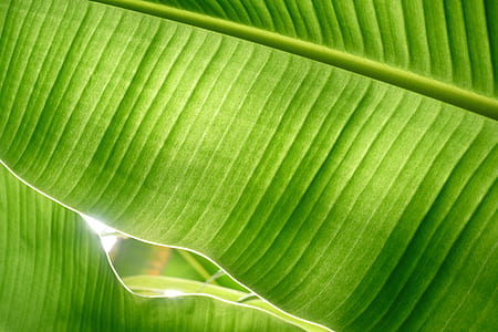 banana leaves thumbnail