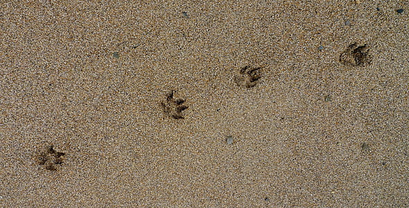 gray sand with dog footprints thumbnail