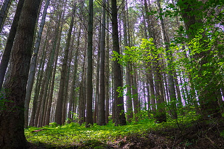 green plants beside trees thumbnail