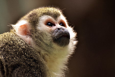 chimpanzee thumbnail
