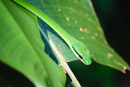 green snake on leaf thumbnail
