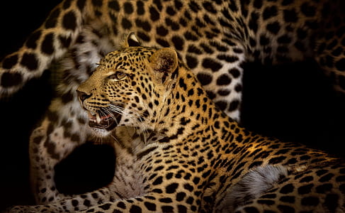 photo of black and brown leopards thumbnail
