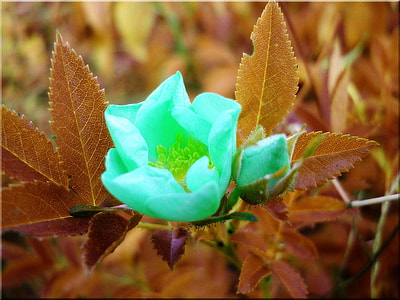 depth photography of green petaled flower thumbnail