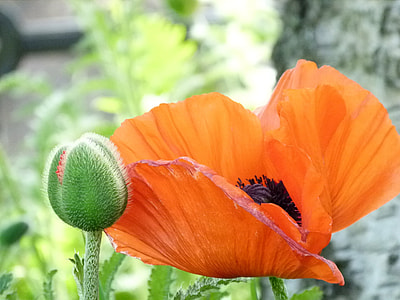 orange flower thumbnail