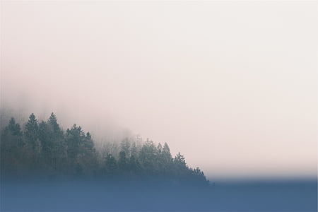 forest covered with thick fog thumbnail