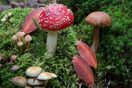 mushrooms on forest in closed-up photo thumbnail