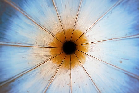 painting of blue and brown flower thumbnail
