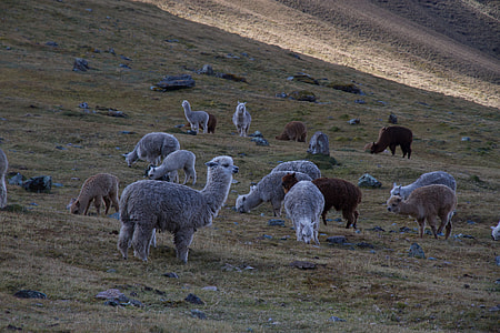 herd of alpaca on grass field during daytime thumbnail