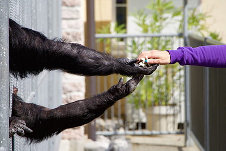 person giving food to animals thumbnail