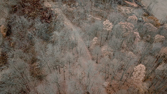 bird's eye view of trees thumbnail