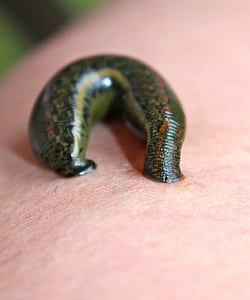 green leech on person's skin thumbnail