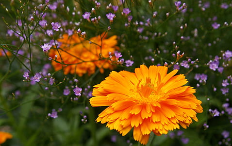Orange Petaled Flower thumbnail