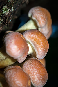 Mushroom, Autumn thumbnail