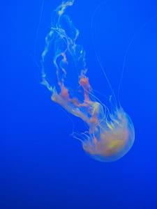 brown jelly fish thumbnail