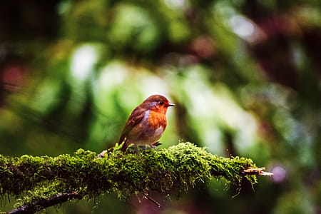 European Robin Perched On Branch thumbnail