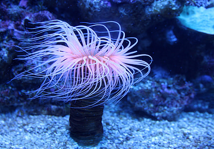 pink sea anemone thumbnail