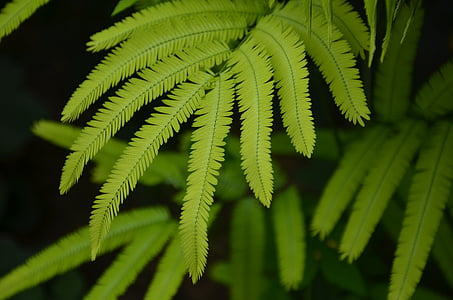 closeup photo of fern plant thumbnail