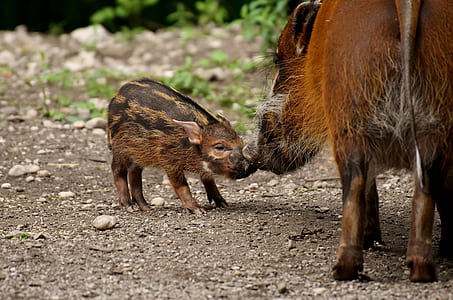 boar standing beside piglet thumbnail