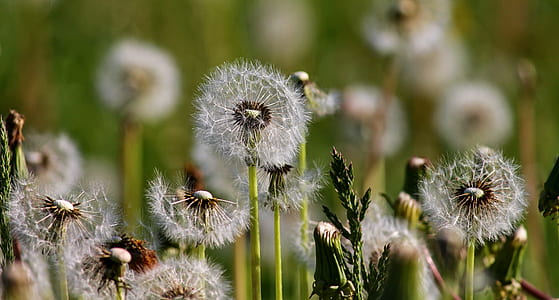 selective focus photography of white dandelions thumbnail