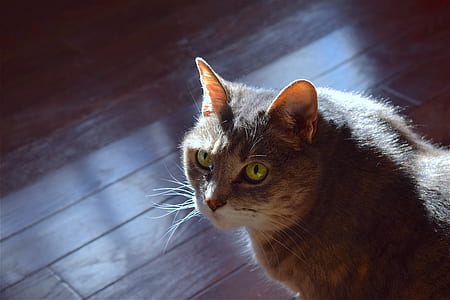 brown and white cat thumbnail
