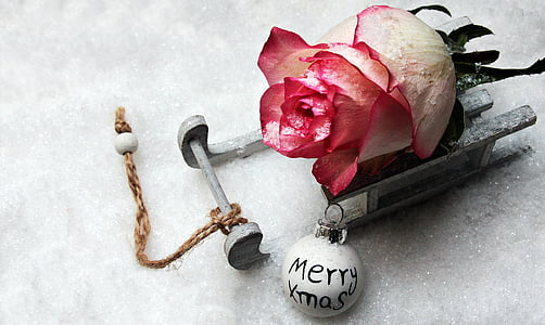 red petaled flower on gray metal tool thumbnail