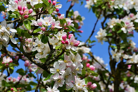 white and pink petaled flower thumbnail