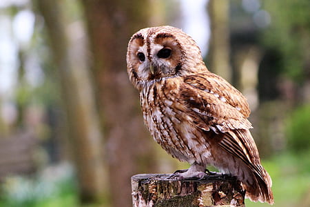 brown and white owl thumbnail