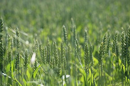 selective focus photo of wheat plants thumbnail