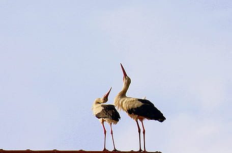 two white storks perching on roof thumbnail