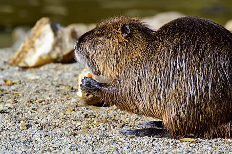 brown beaver at daytime thumbnail