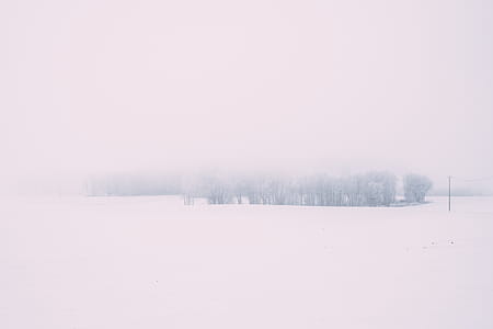 Snow Covered Trees thumbnail