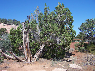 Cedar Tree, Colorado National Monument thumbnail