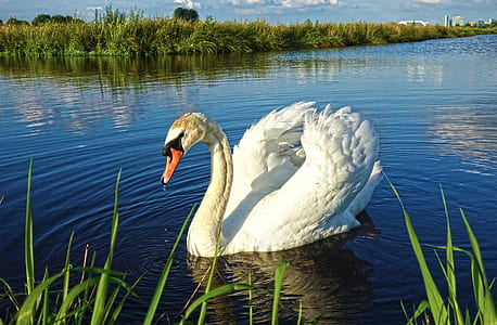 white swan on body of water near vegetation during daytime thumbnail
