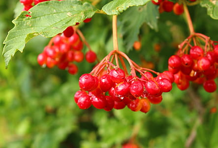 cherries thumbnail