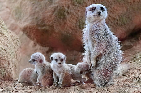 group of gray mammals thumbnail