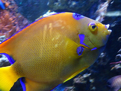 yellow tang swimming near corrals thumbnail