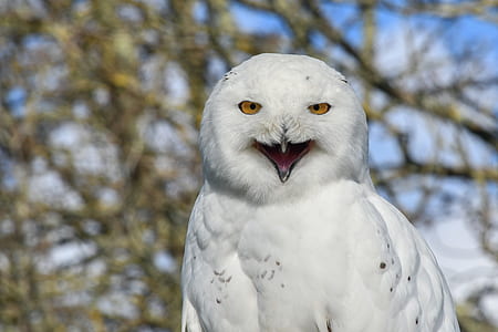 white owl thumbnail
