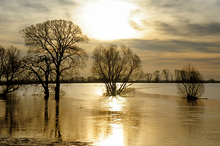 green trees on body of water under gray clouds thumbnail