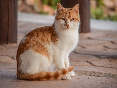 white and orange cat sitting on pavement thumbnail
