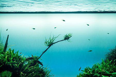 aquarium with fishes thumbnail