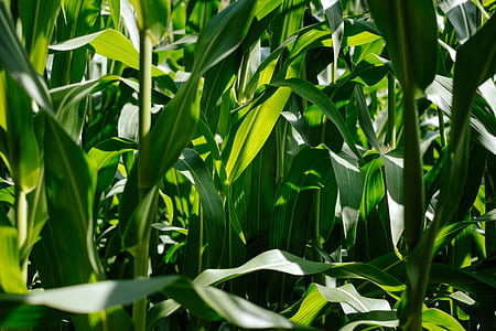 green, corn field, plant, corn thumbnail