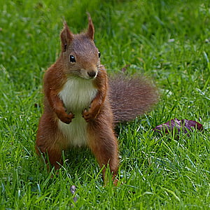 tilt shift photography of squirrel thumbnail