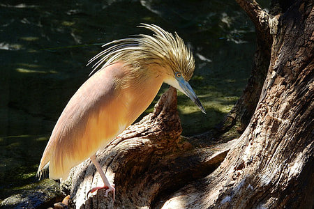 Heron Hairy, Ardeola Ralloides thumbnail
