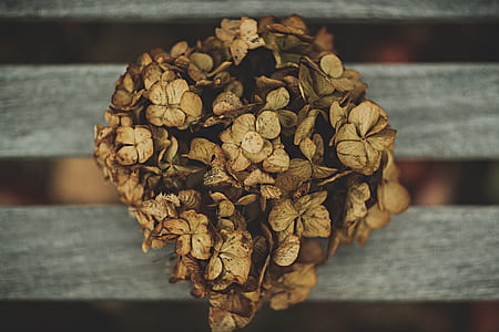 flower, dead, dried, bloom thumbnail