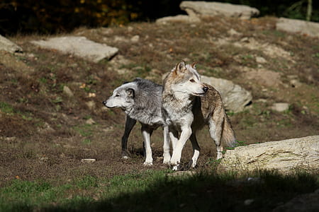 two brown and black wolves thumbnail